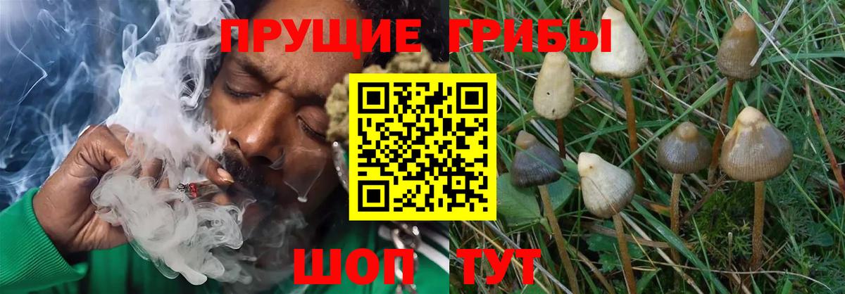 Псилоцибиновые грибы Psilocybine cubensis Людиново
